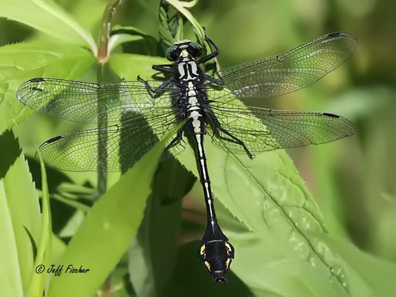 Photo of Skillet Clubtail