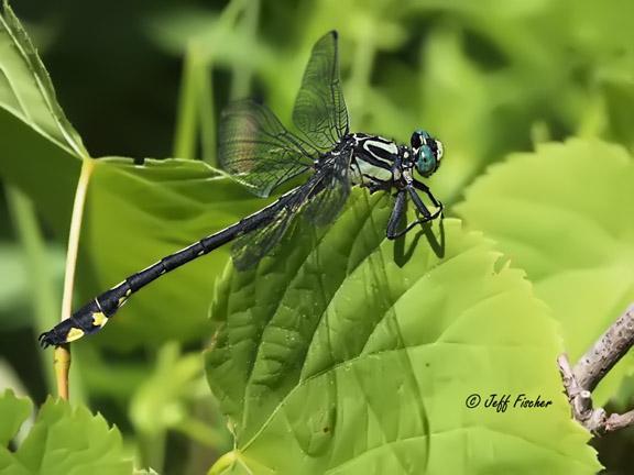 Photo of Splendid Clubtail