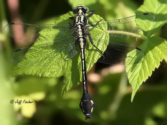 Photo of Skillet Clubtail