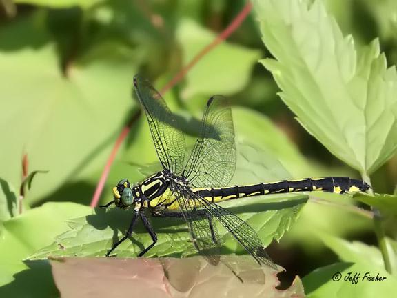 Photo of Splendid Clubtail