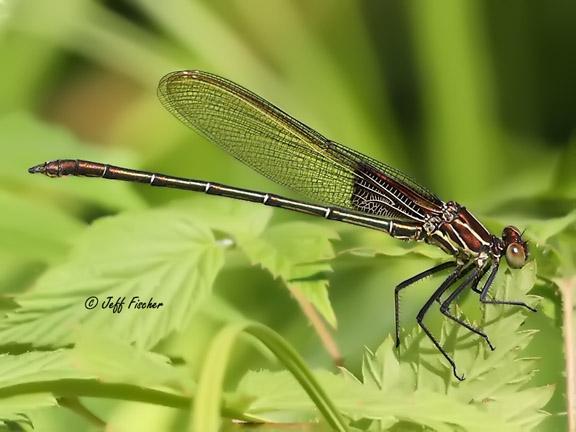 Photo of American Rubyspot