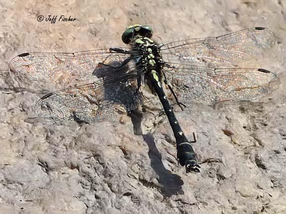 Photo of Green-faced Clubtail