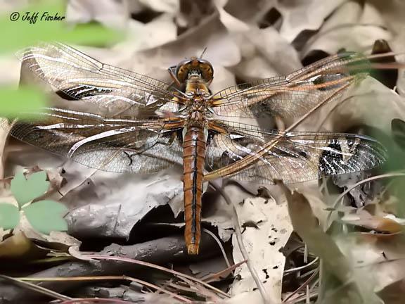 Photo of Chalk-fronted Corporal