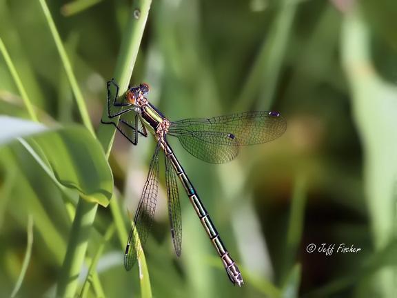 Photo of Emerald Spreadwing