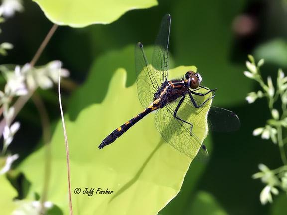 Photo of Dot-tailed Whiteface