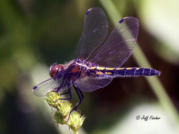 Photo of Dot-tailed Whiteface