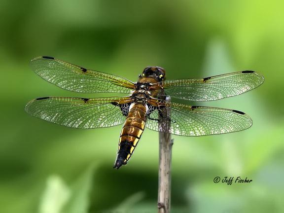 Photo of Four-spotted Skimmer