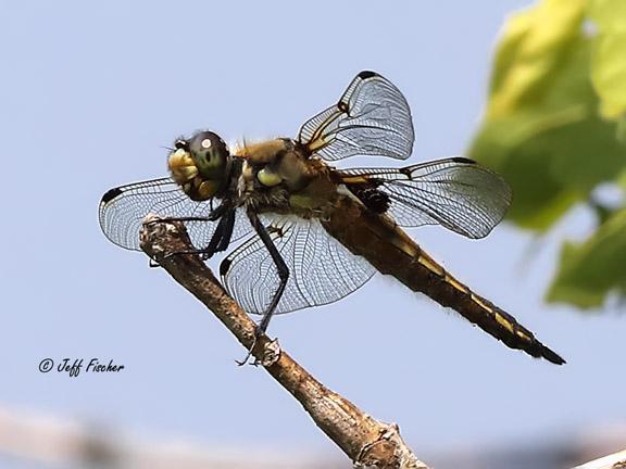 Photo of Four-spotted Skimmer