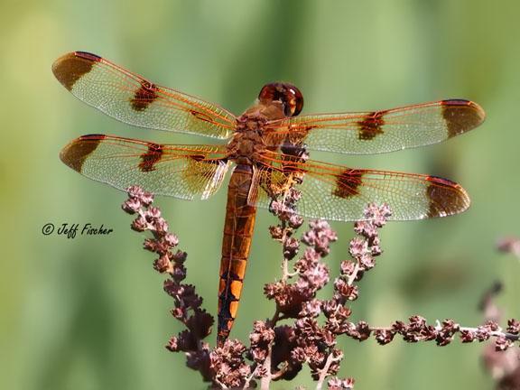 Photo of Painted Skimmer