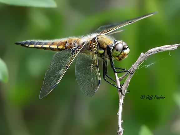 Photo of Four-spotted Skimmer