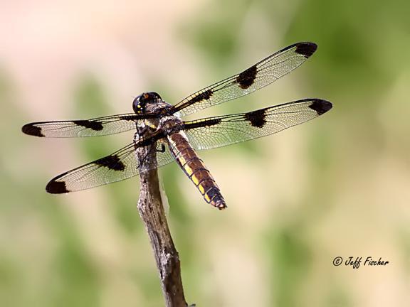 Photo of Twelve-spotted Skimmer