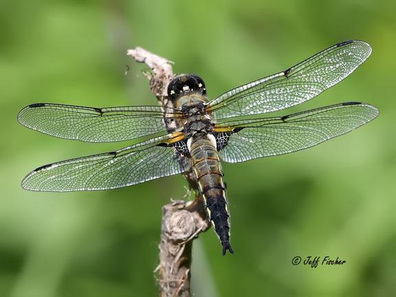 Photo of Four-spotted Skimmer