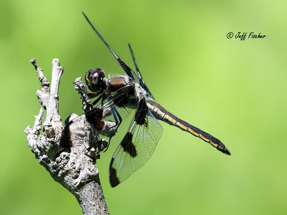 Photo of Twelve-spotted Skimmer