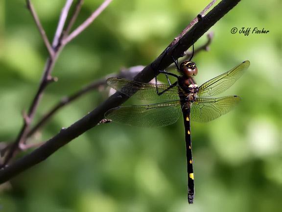 Photo of Swift River Cruiser (Illinois River Cruiser ssp.)