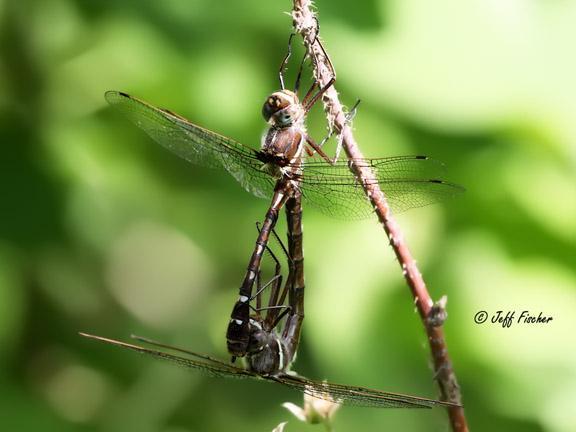 Photo of Swift River Cruiser (Illinois River Cruiser ssp.)