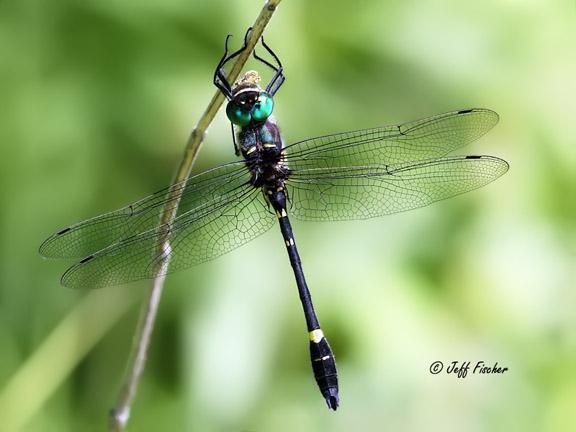 Photo of Swift River Cruiser (Illinois River Cruiser ssp.)