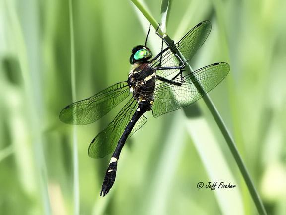 Photo of Swift River Cruiser (Illinois River Cruiser ssp.)