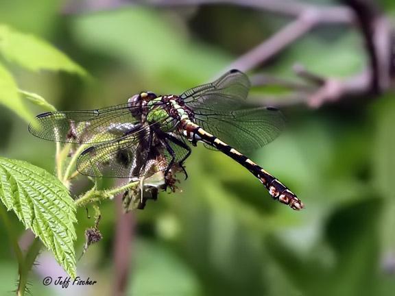 Photo of Sioux Snaketail