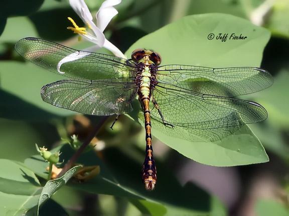 Photo of Rusty Snaketail