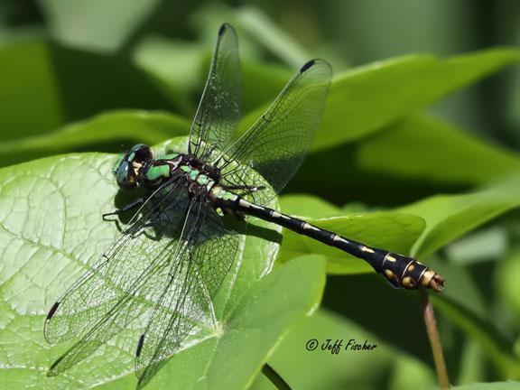 Photo of St. Croix Snaketail