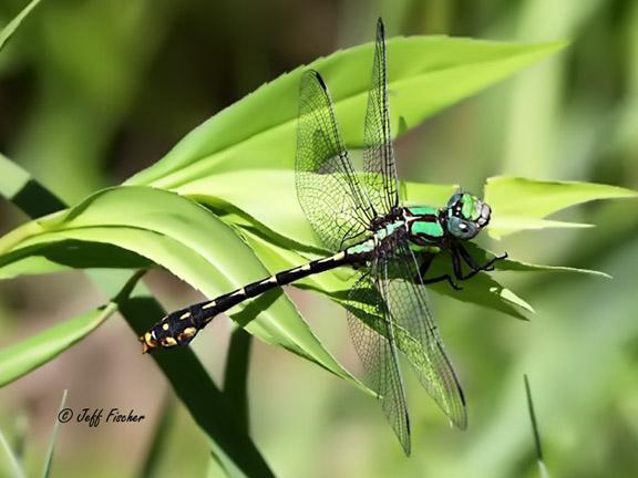 Photo of St. Croix Snaketail