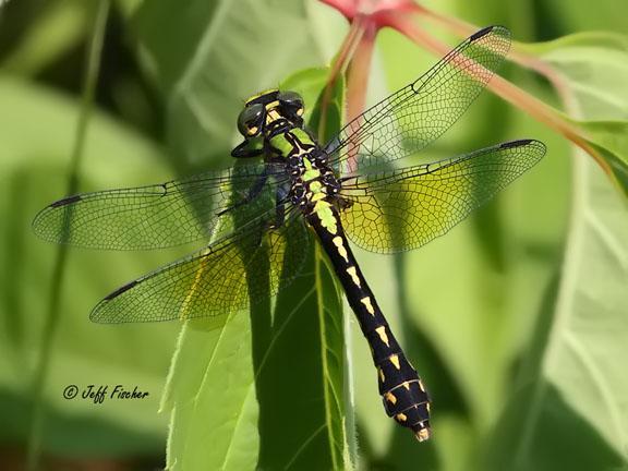 Photo of Pygmy Snaketail