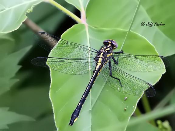 Photo of Rapids Clubtail