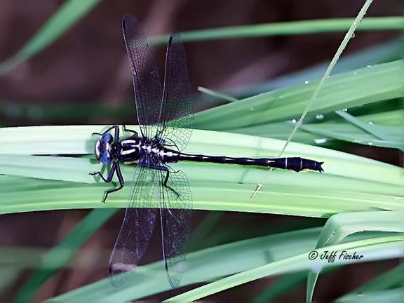 Photo of Rapids Clubtail