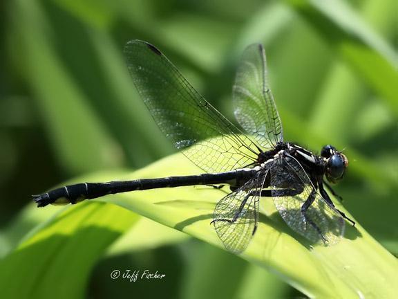 Photo of Rapids Clubtail