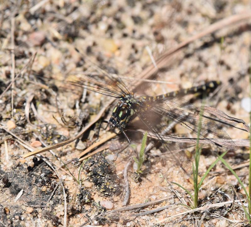 Photo of Harlequin Darner