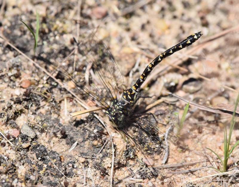 Photo of Harlequin Darner