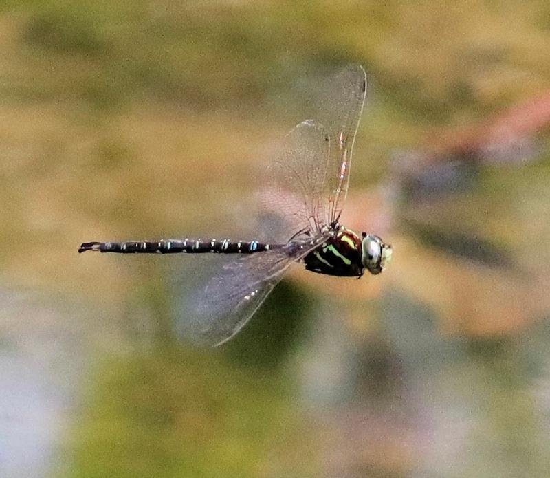 Photo of Shadow Darner