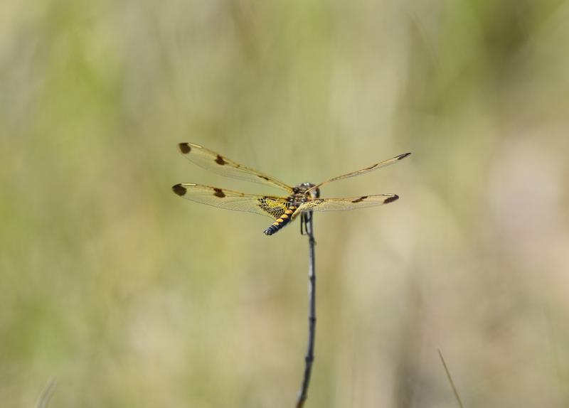 Photo of Calico Pennant