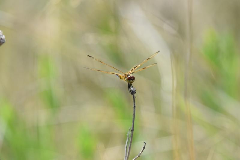 Photo of Calico Pennant