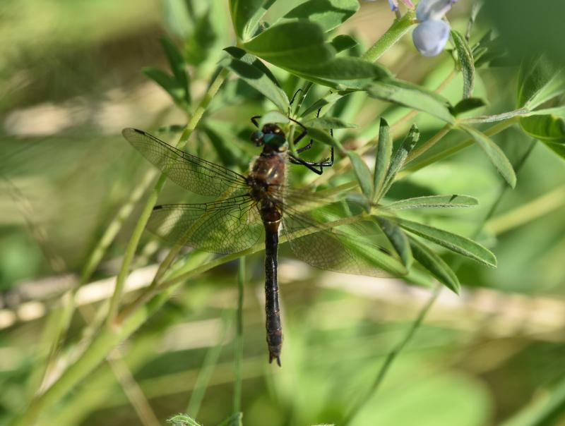 Photo of American Emerald