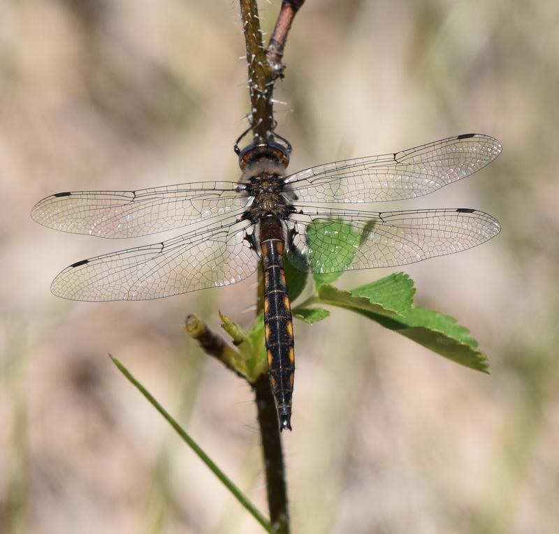 Photo of Beaverpond Baskettail