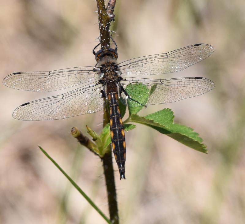 Photo of Beaverpond Baskettail