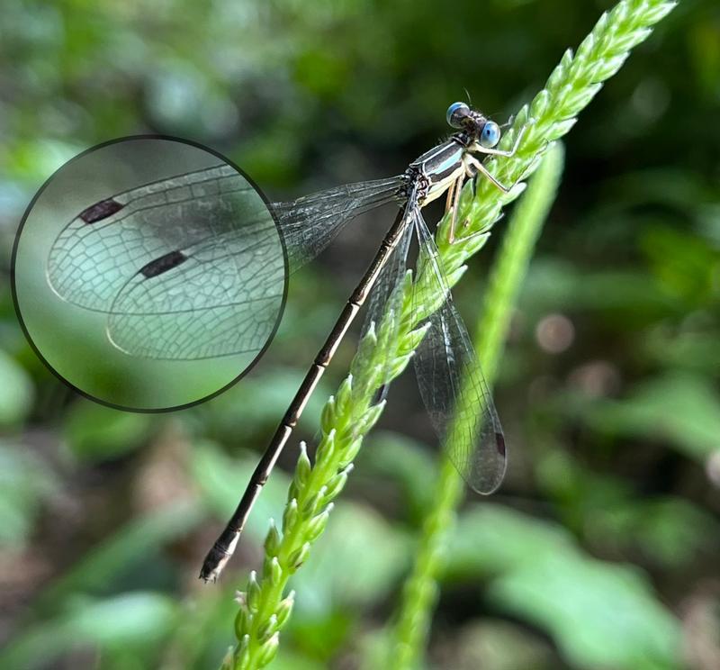 Photo of Slender Spreadwing