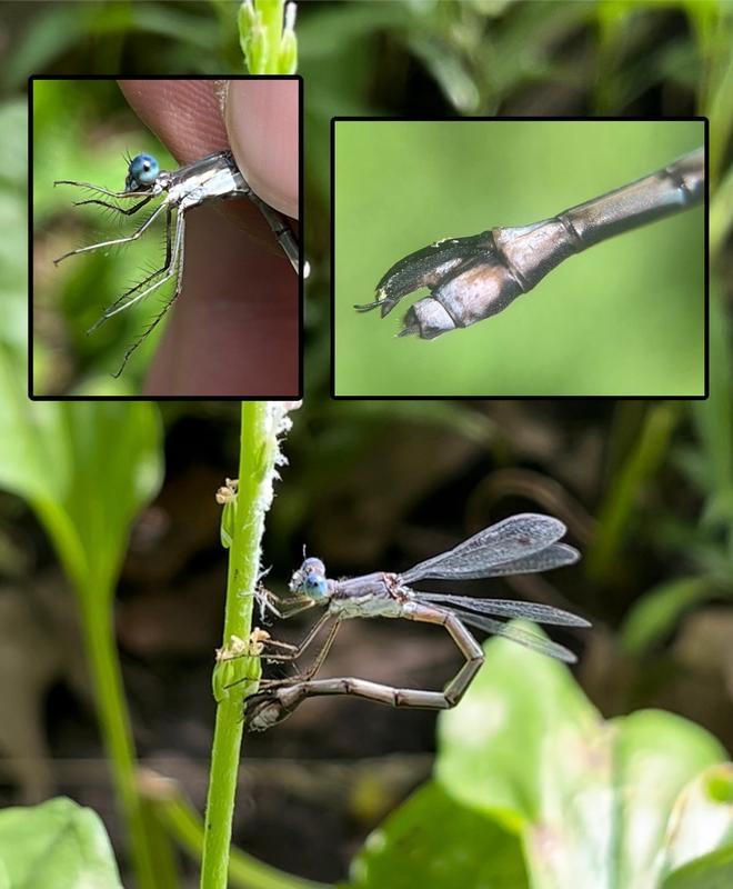 Photo of Sweetflag Spreadwing