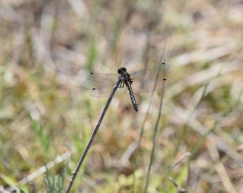 Photo of Dot-tailed Whiteface