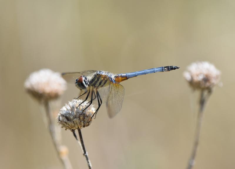 Photo of Blue Dasher