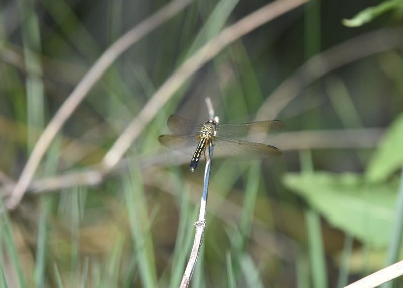 Photo of Blue Dasher