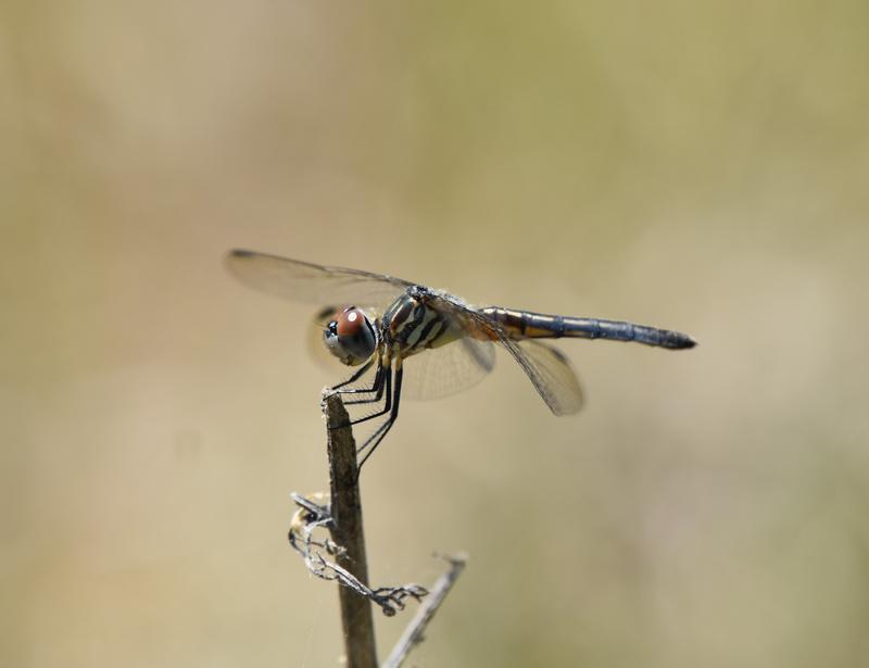 Photo of Blue Dasher