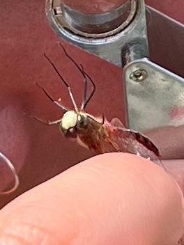 Photo of White-faced Meadowhawk