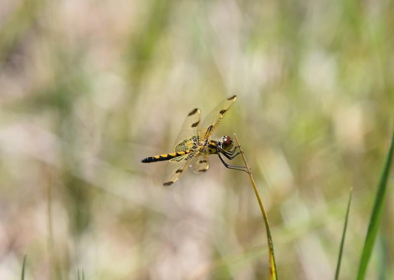 Photo of Calico Pennant