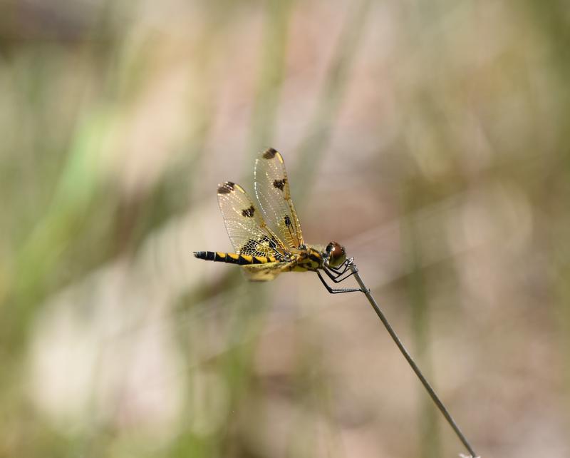 Photo of Calico Pennant