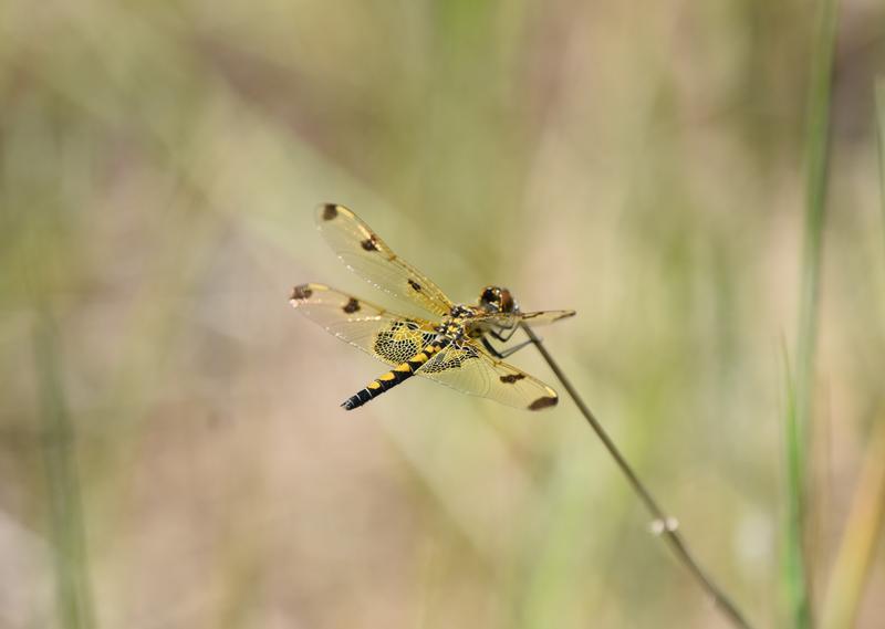 Photo of Calico Pennant