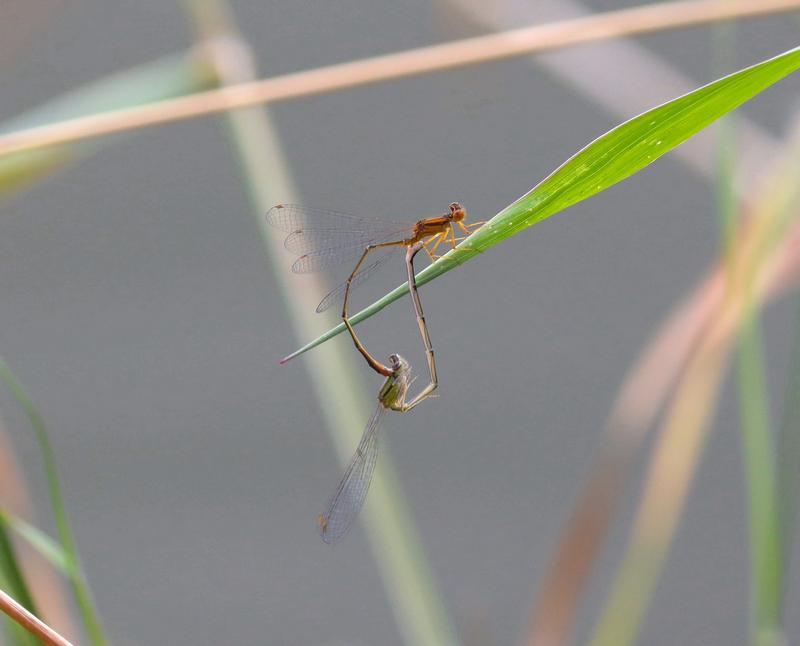 Photo of Orange Bluet