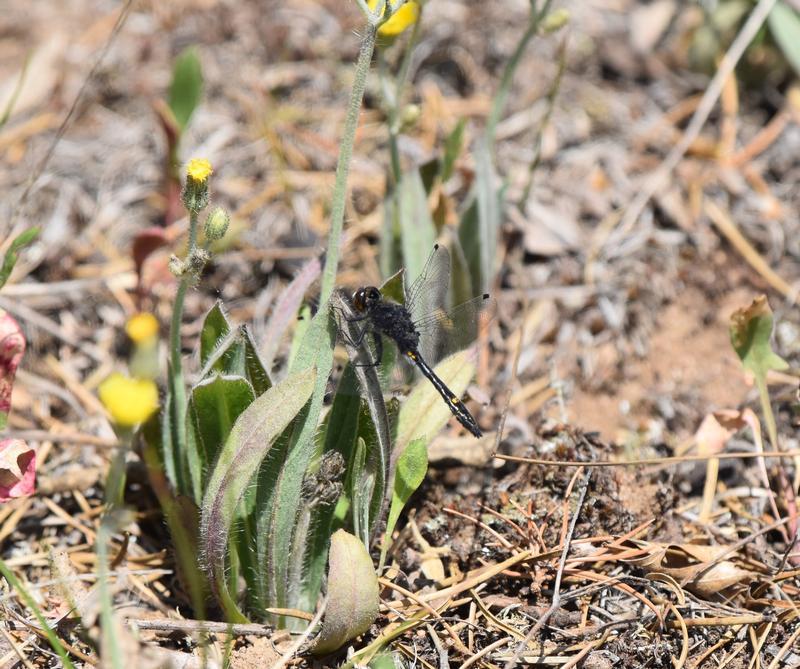 Photo of Dot-tailed Whiteface