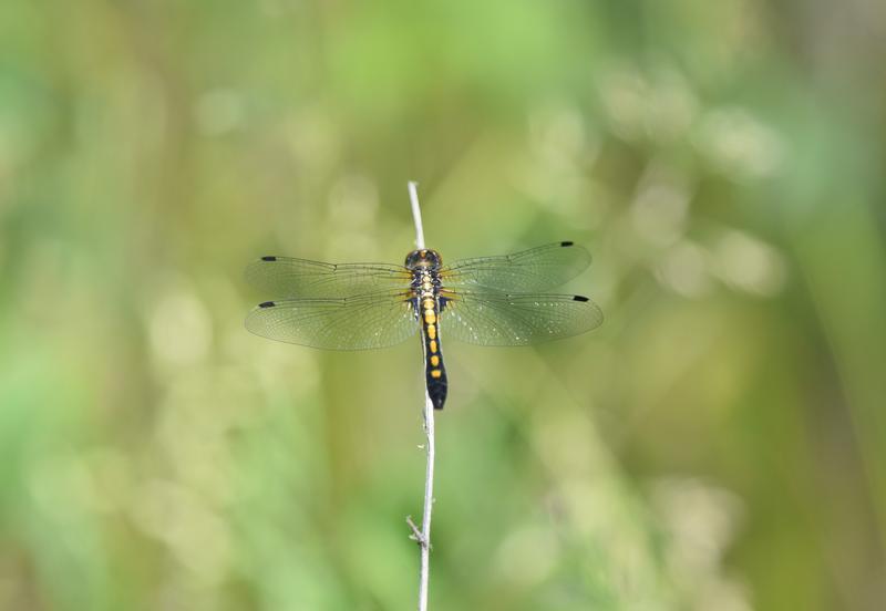 Photo of Dot-tailed Whiteface